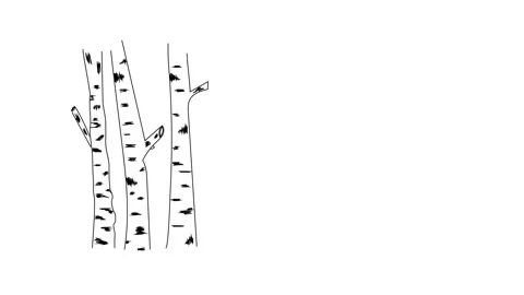 Self drawing animation of birch trees trunks. Copy space. White background. Stock Footage 136342630