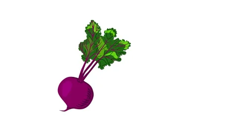 Self drawing animation of fresh red raw beetroot. Copy space. White background. Stock Footage 134634636