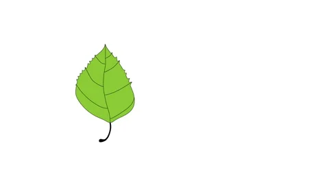 Self drawing animation of green birch leaf. Line art illustration. Copy space Stock Footage 131709367