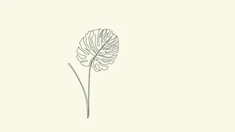 Self drawing animation of green monstera plant. Beautiful green leaves on light Stock Footage 131818943