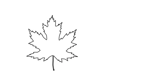 Self drawing animation of maple leaf outline. Copy space. White background. Stock Footage 150108011