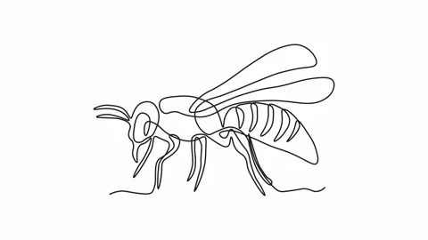 Self drawing animation with one continuous line draw, logo, abstract fly, bee Stock Footage 271573939
