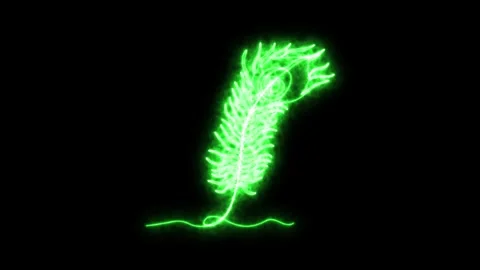Self drawing animation one continuous line draw, logo, peacock feather Video stock 275328236