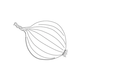Self drawing animation of onion bulb. White background. Copy space. Vidéo 135041862