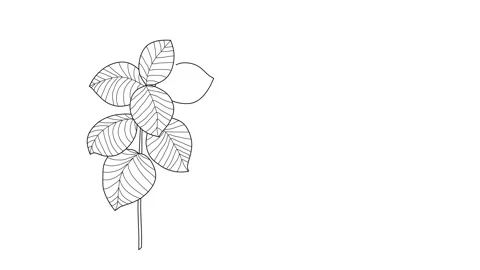 Self drawing animation of plant. Stock Footage 142152358