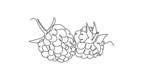 Self drawing animation of single line draw of whole healthy organic raspber.. Stock Footage 276846246