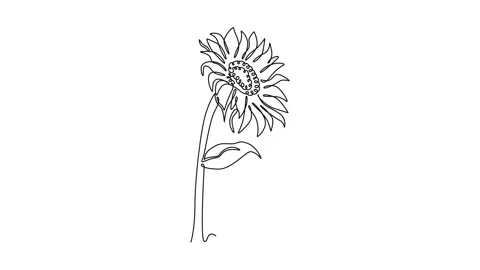 Self drawing animation of single line draw a stalk of sunflower. Growing st.. Stockbeeldmateriaal 291023828