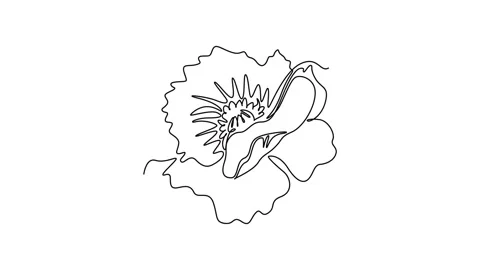 Self drawing animation of single line draw beautiful abstract poppy flower... Video stock 293000797