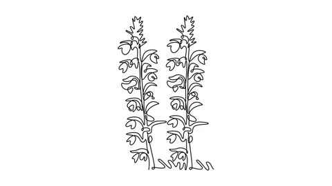 Self drawing animation of single line draw beauty fresh acanthus for home a.. Stock Footage 300467428