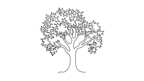 Self drawing animation single line draw big beauty and exotic maple tree ic.. Stock Footage 302546930
