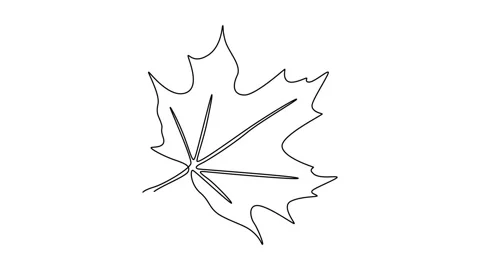 Self drawing animation single line draw abstract tropic spring maple leaf l.. Stock Footage 302546933
