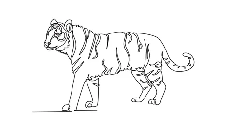 Self drawing animation of single line draw wild tiger animal prowling grace.. Stock Footage 346643659