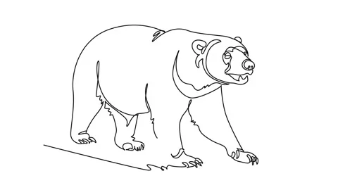 Self drawing animation of single line draw wild bear animal walking forward.. Stock Footage 346643677