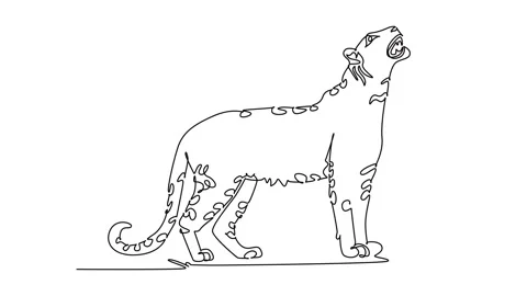 Self drawing animation single line draw wild leopard standing tall and roar.. Stock Footage 348029924