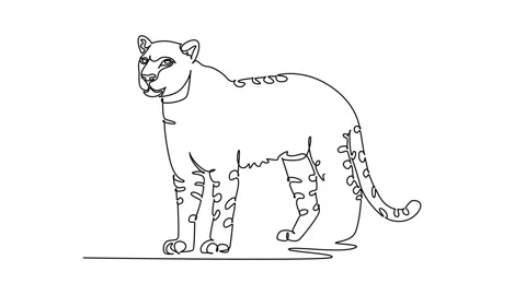 Self drawing animation of single line draw wild leopard or cheetah standing.. Stock Footage 348029926