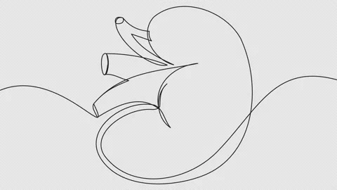 Self-drawing of human kidney by one line... | Stock Video | Pond5