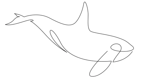Self drawing simple animation of single continuous one line drawing of orca Stock Footage 123469407