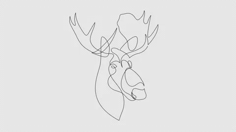 Moose Line Drawing Stock Video Footage | Royalty Free Moose Line ...