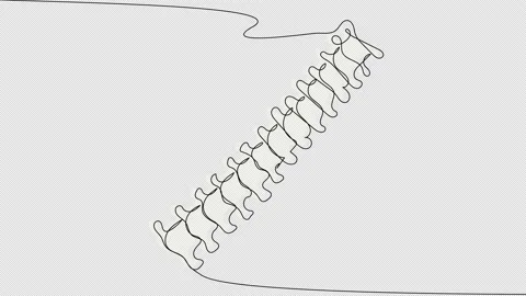 Self-drawing of the Spine in one line on... | Stock Video | Pond5