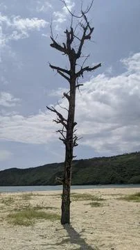 Self-drying trees Stock Photos