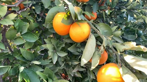 Self farm orange tree close up Stock Footage 169824849