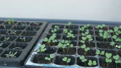 Self grown plant Stock Footage 131536381