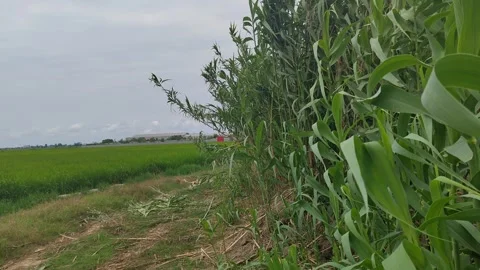 Self-grown reeds by the roadside Stock Footage 311907994