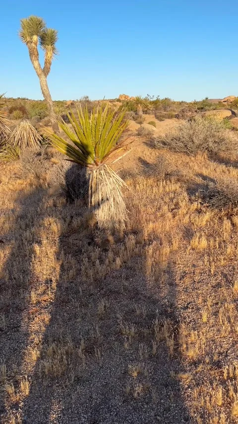 Self POV Walking With Long Shadow In Joshua Tree Desert At Sunrise Stock Footage 337003744