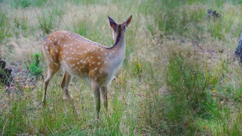 Self-preservation instinct in the wild. Waiting for predator to attack. A female Stock Footage 270939721