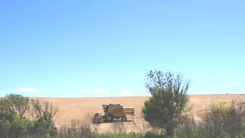 Self-propelled machine harvesting oat grains on plantation in Brazil Stock Footage 145870477