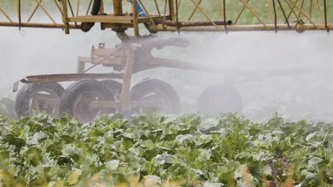 Self-propelled sprayer processes cabbage in an agricultural field Stock Footage 117222862