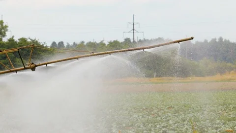 Self-propelled sprayer processes cabbage in an agricultural field Stock-Footage 117223020