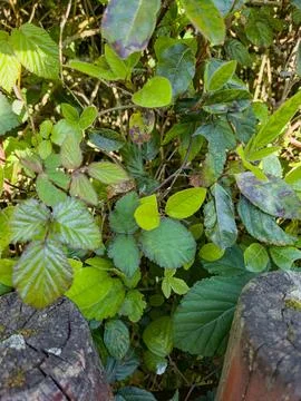 Self-seeded brambles and wild shrubs growing densely in a natural hedgerow Stock Photos
