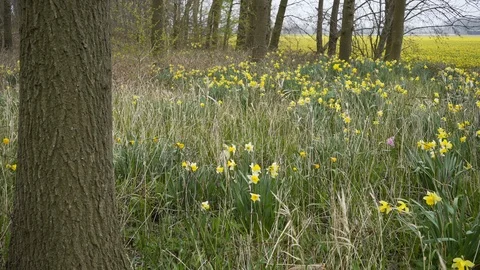 Self-seeding flower in forest Stock Footage 96027554