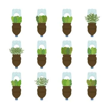 Self-watering plastic bottle planter on white background. Vertical garden, .. Stock Illustration