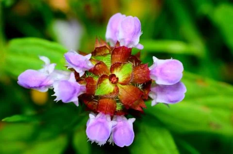 Selfheal flower Stock Photos