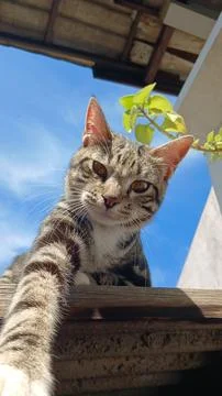 Selfie Cat Stock Photos