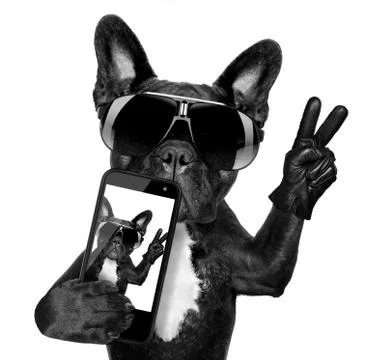 Selfie dog Foto stock