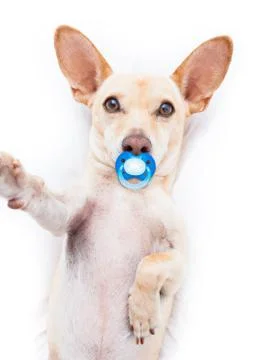 Selfie dog Foto stock