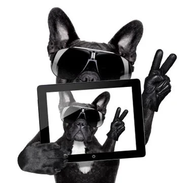 Selfie dog Stock Photos
