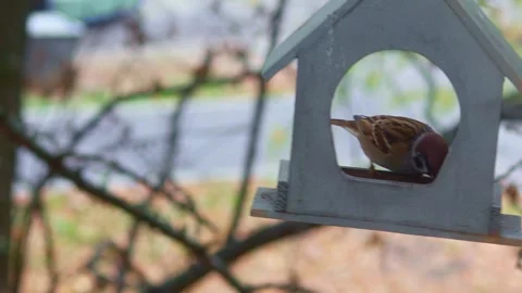 Selfish sparrow in fall eats seeds in feeder in form of house and does not give  Stock Footage 279554734