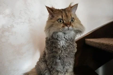 Selkirk Rex cat looking up siting on the stairs Fotos de archivo