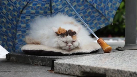 Selkirk Rex cat sleeping under open umbrella in garden, full HD 1080p footage Stock Footage 221991055