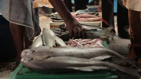 Selling fish in Sri Lanka Stock Footage 49366101