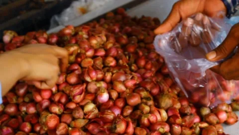 Selling red onion Stock Footage 223518296
