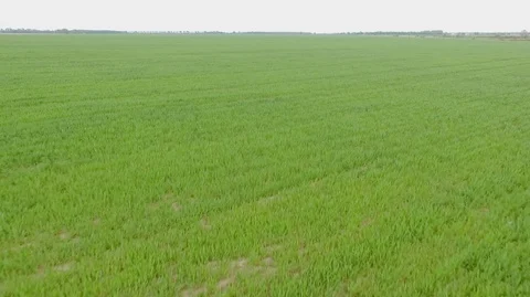 SELO 035 Stock Footage 130068947