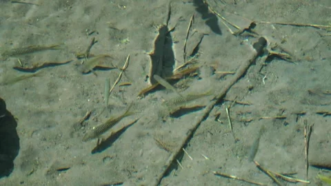 Semah fish in a clear river Stock Footage 291631521