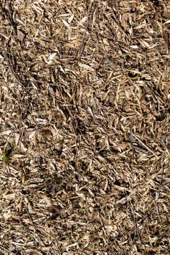 Seman from the tree lie on the ground Stock Photos