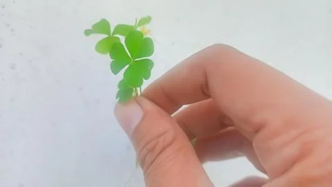 Semanggi clover leaf Stock-Fotos