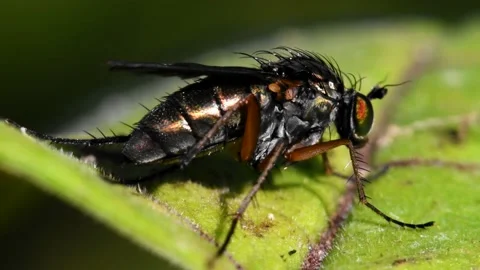 Semaphore Fly on a leaf. Stock-Footage 138586060